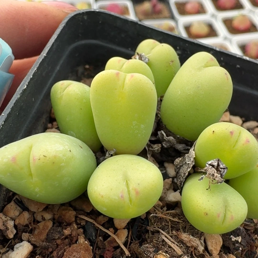 329带盆土发货0000000