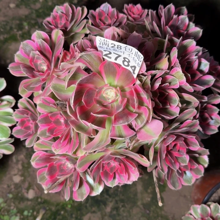 2784法师多肉植物