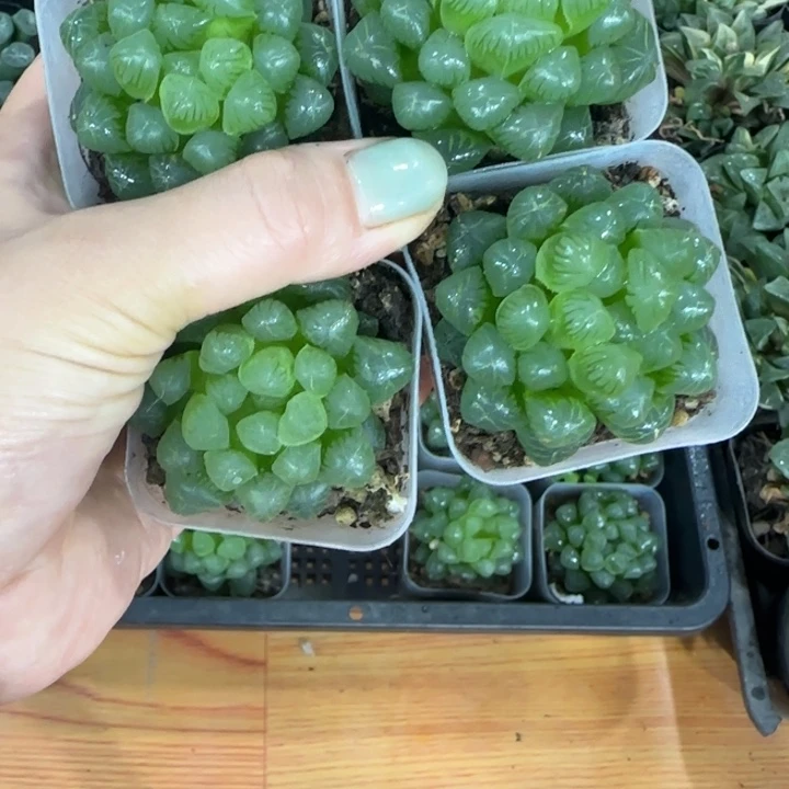 姬玉露哈哈哈哈哈哈