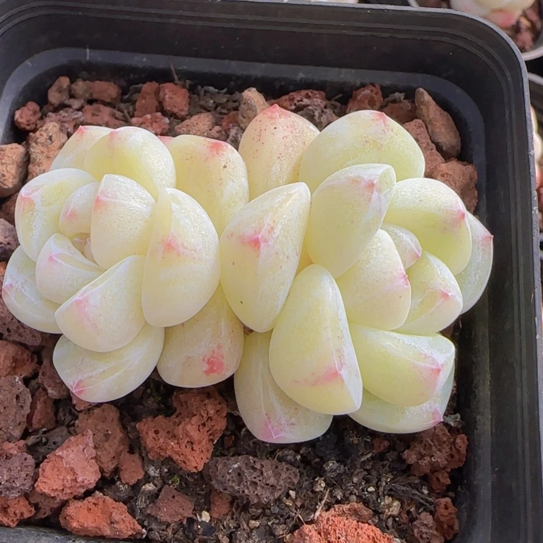 冰玉精控一物一拍