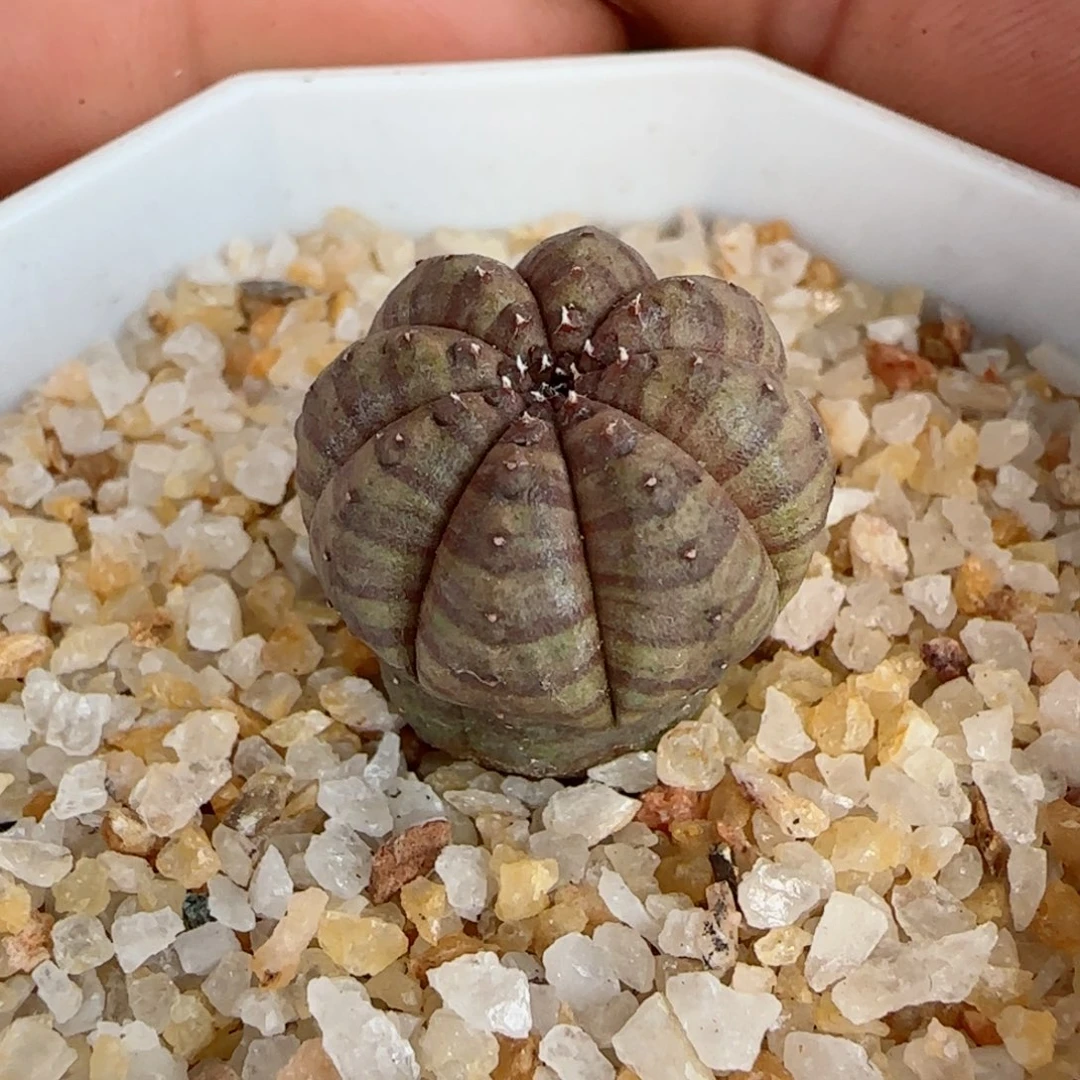 B****t满30.包邮仙人球植物