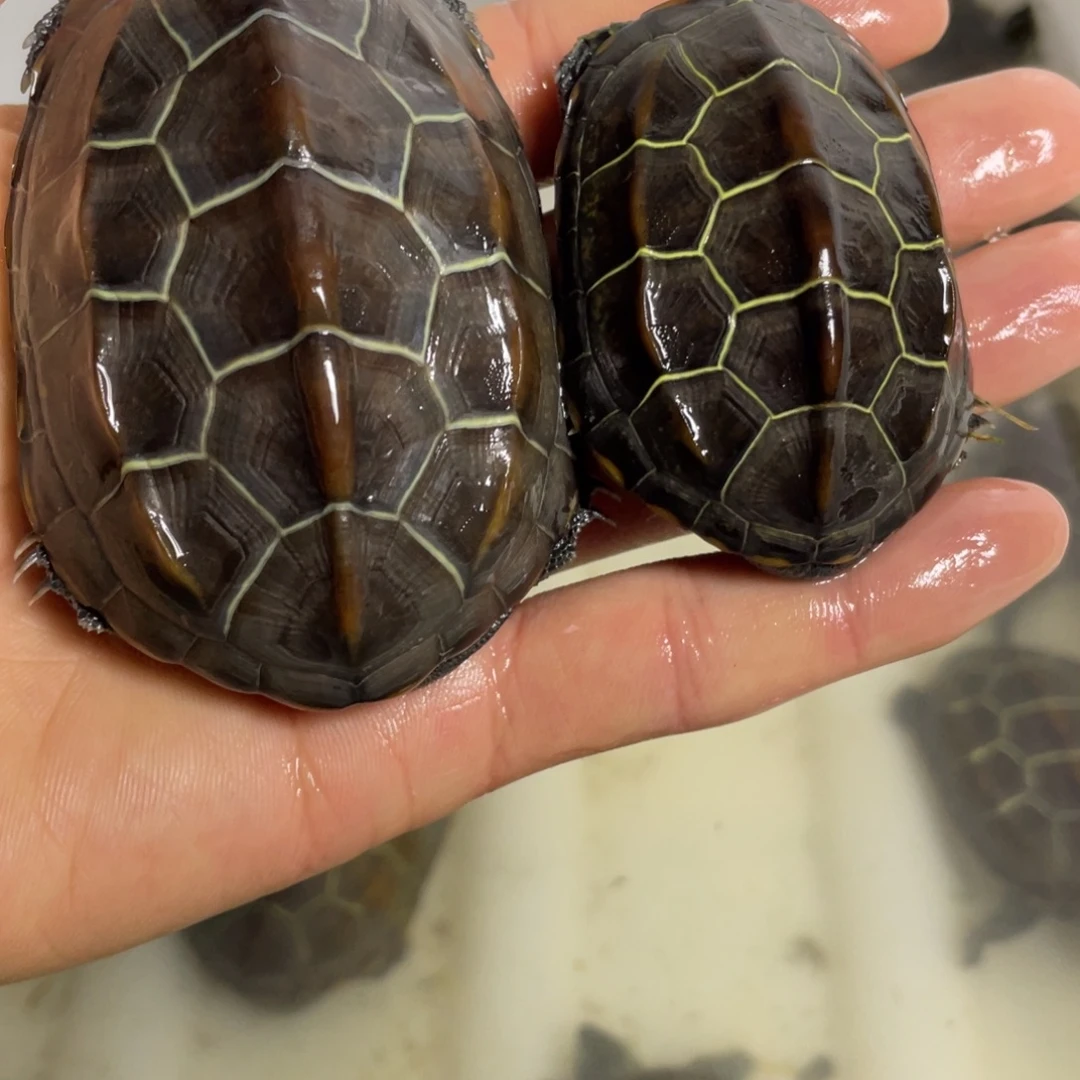 苏北金线冷水草龟