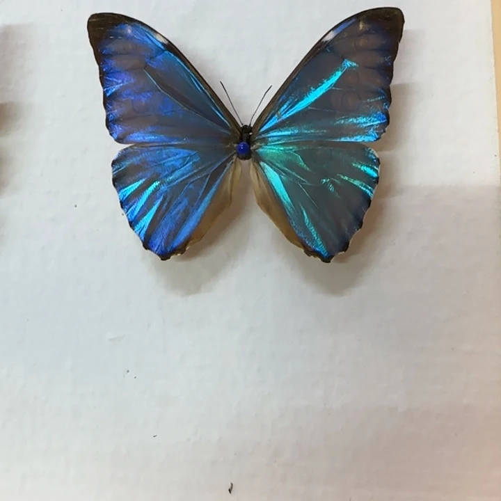 蝴蝶标本蝴蝶标本