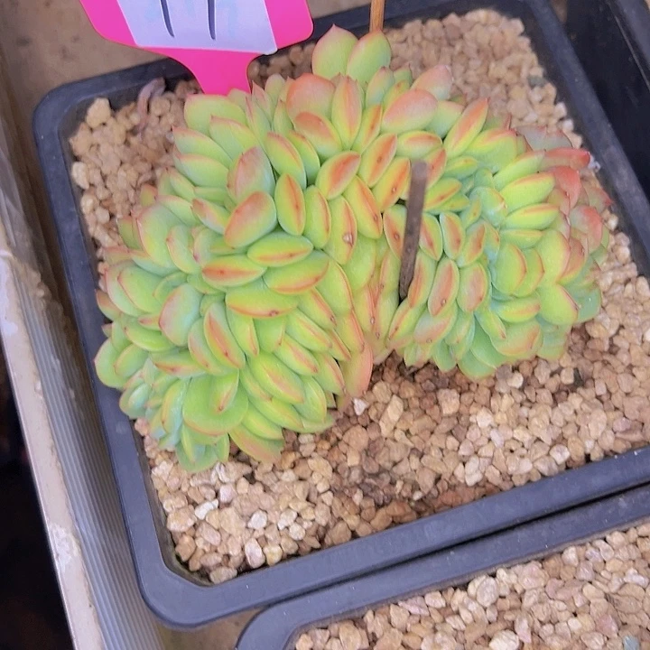 心***情77//////////////////////////