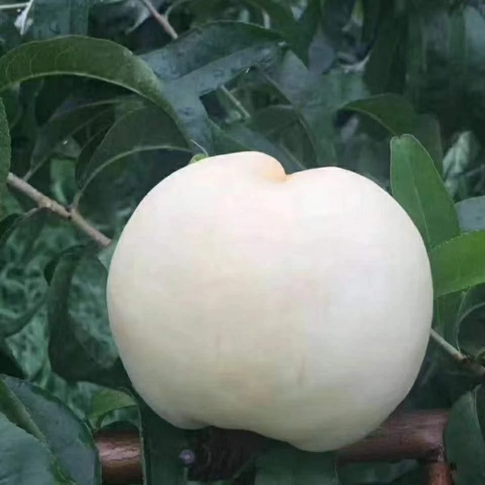 桃树苗嫁接特大白玉桃苗南北方种植盆栽地栽庭院早熟晚熟当年结果