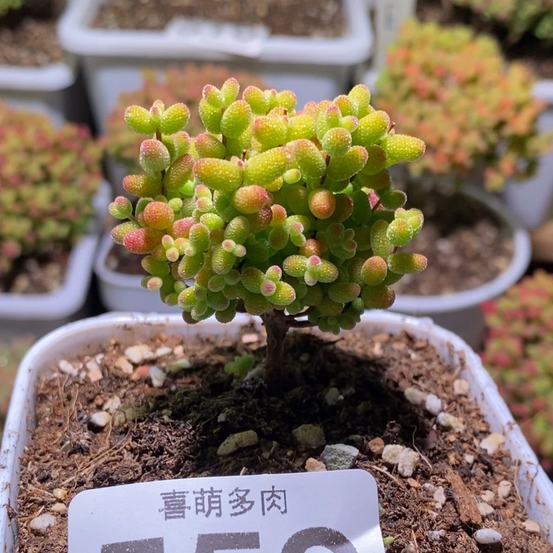 至****你金桔糖球枝干番杏559补差价