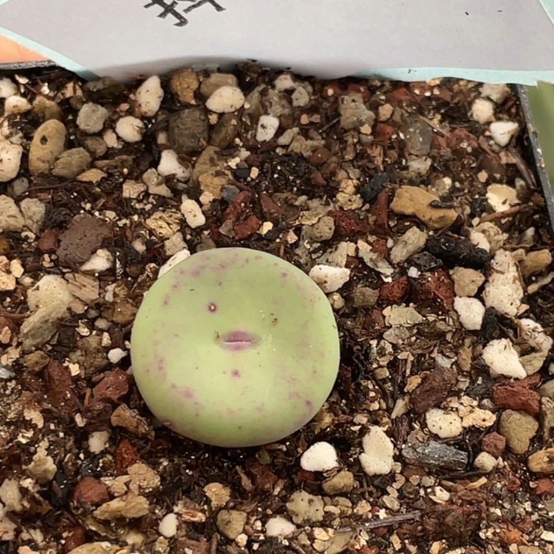 28-34嘴多肉植物肉锥