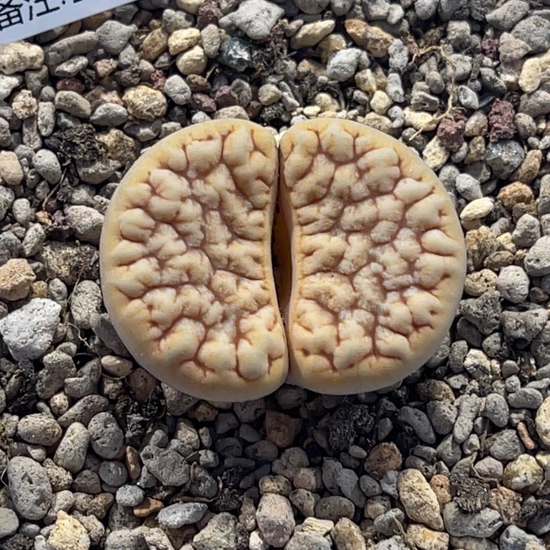 7582拿铁1891金色凹凸睫毛尺寸2.8