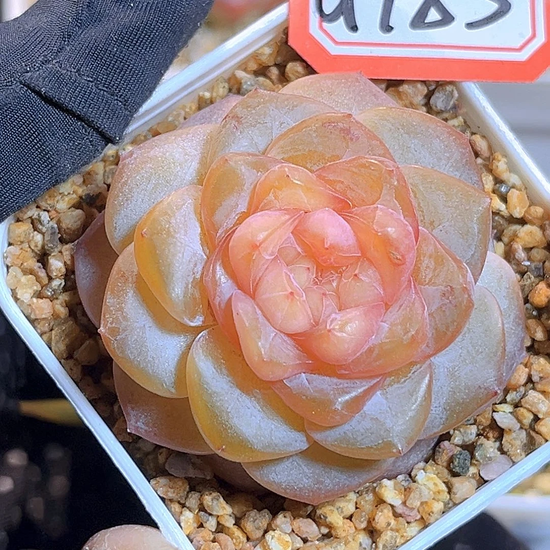 G785  珍妮上新18包邮