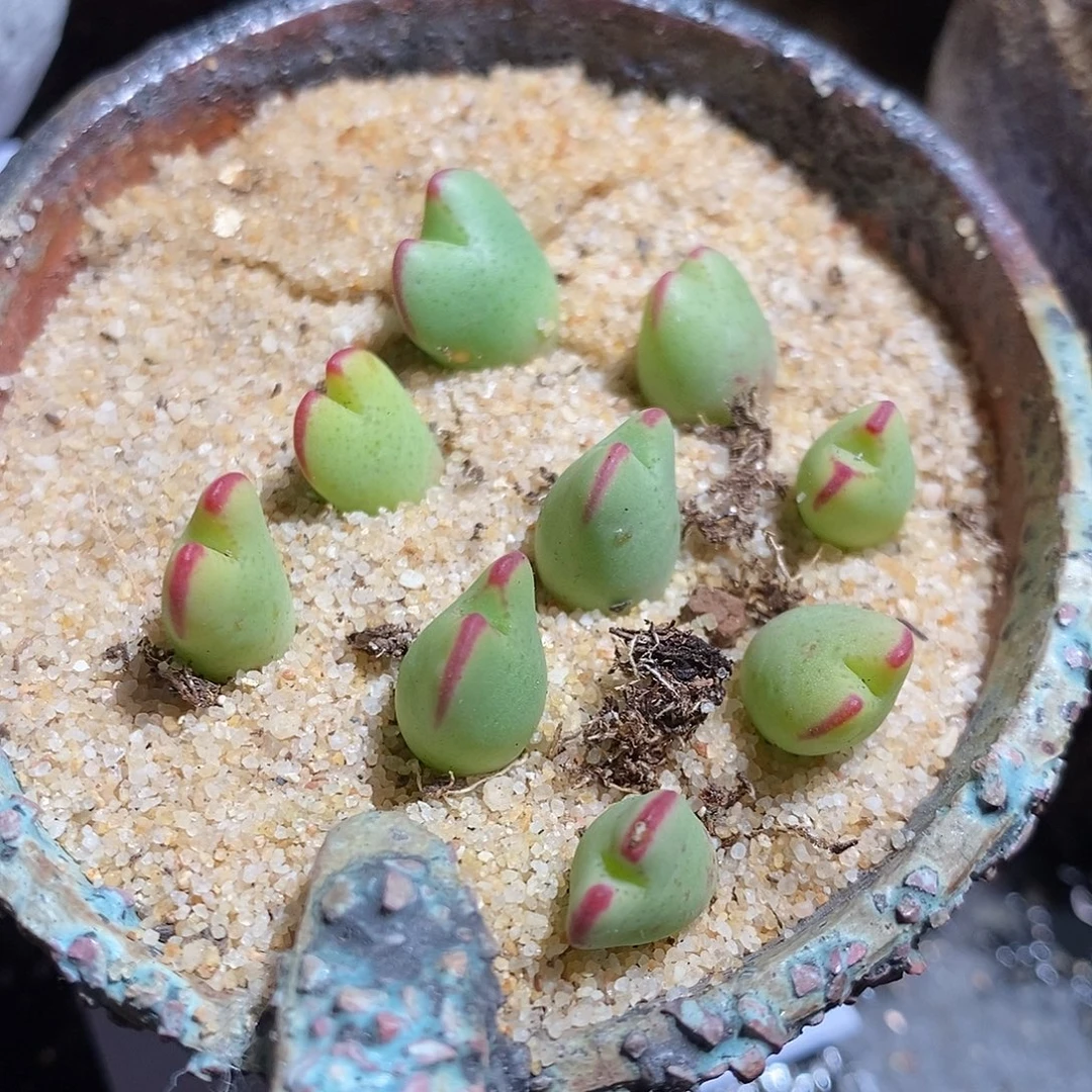 20308。 一颗将杂琥珀。