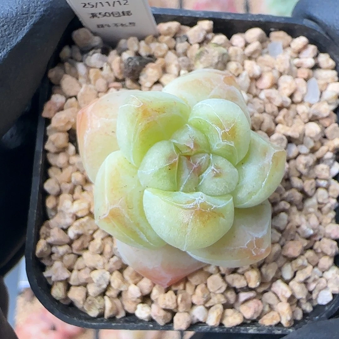 053   冰玉    5厘米盆