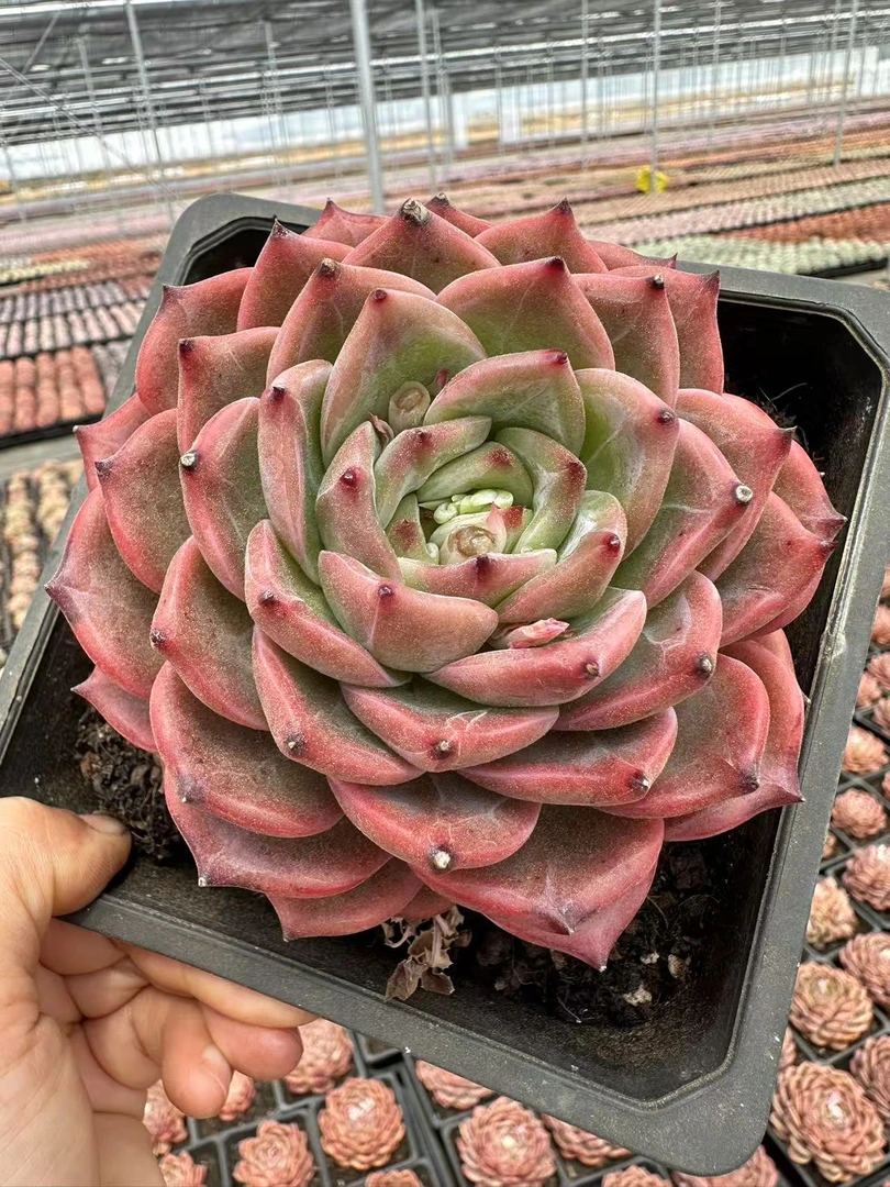 13#派大星优秀版多肉植物  前男友精品多肉