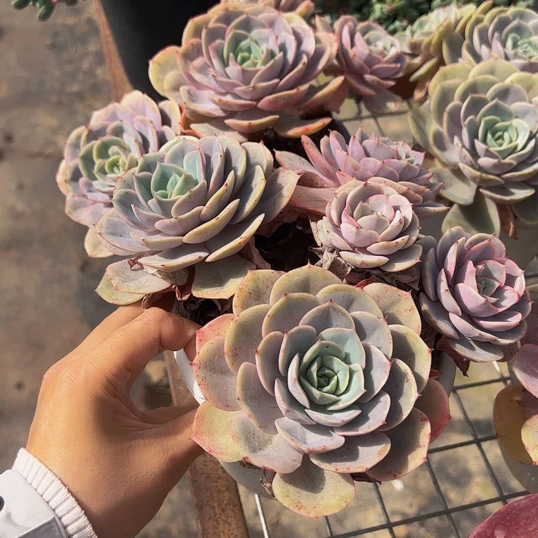 蓝色苍鹭多头大盆群老桩