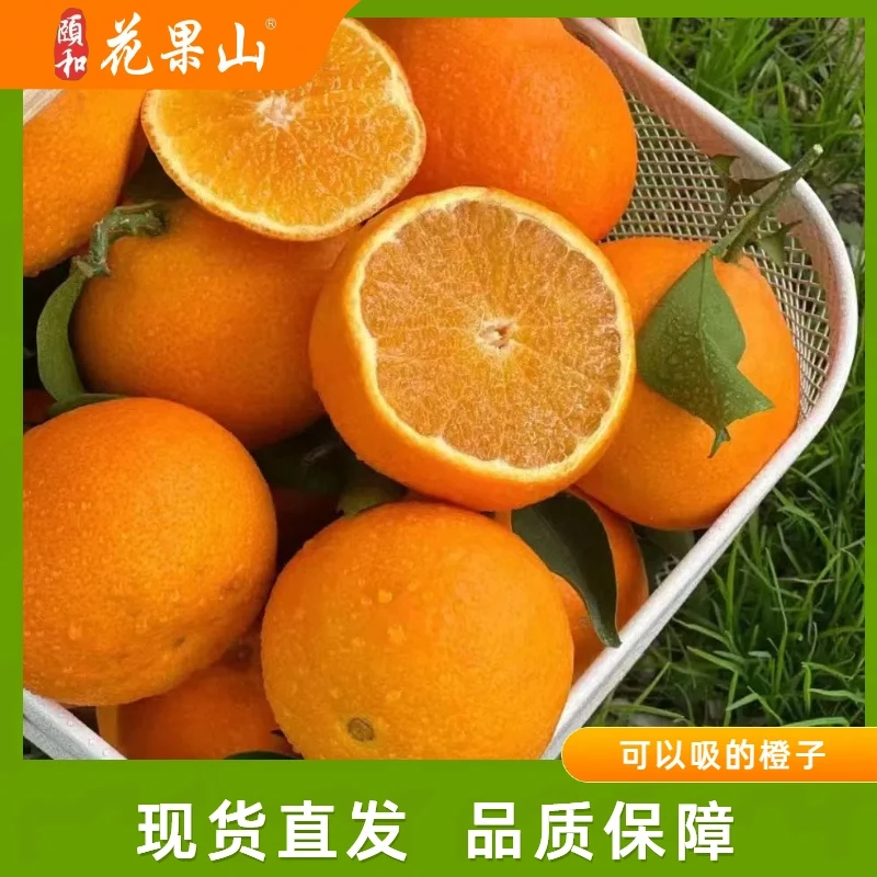 红美人果冻橙 头茬手剥橙新鲜水果可以吸的橙子当季新鲜水果