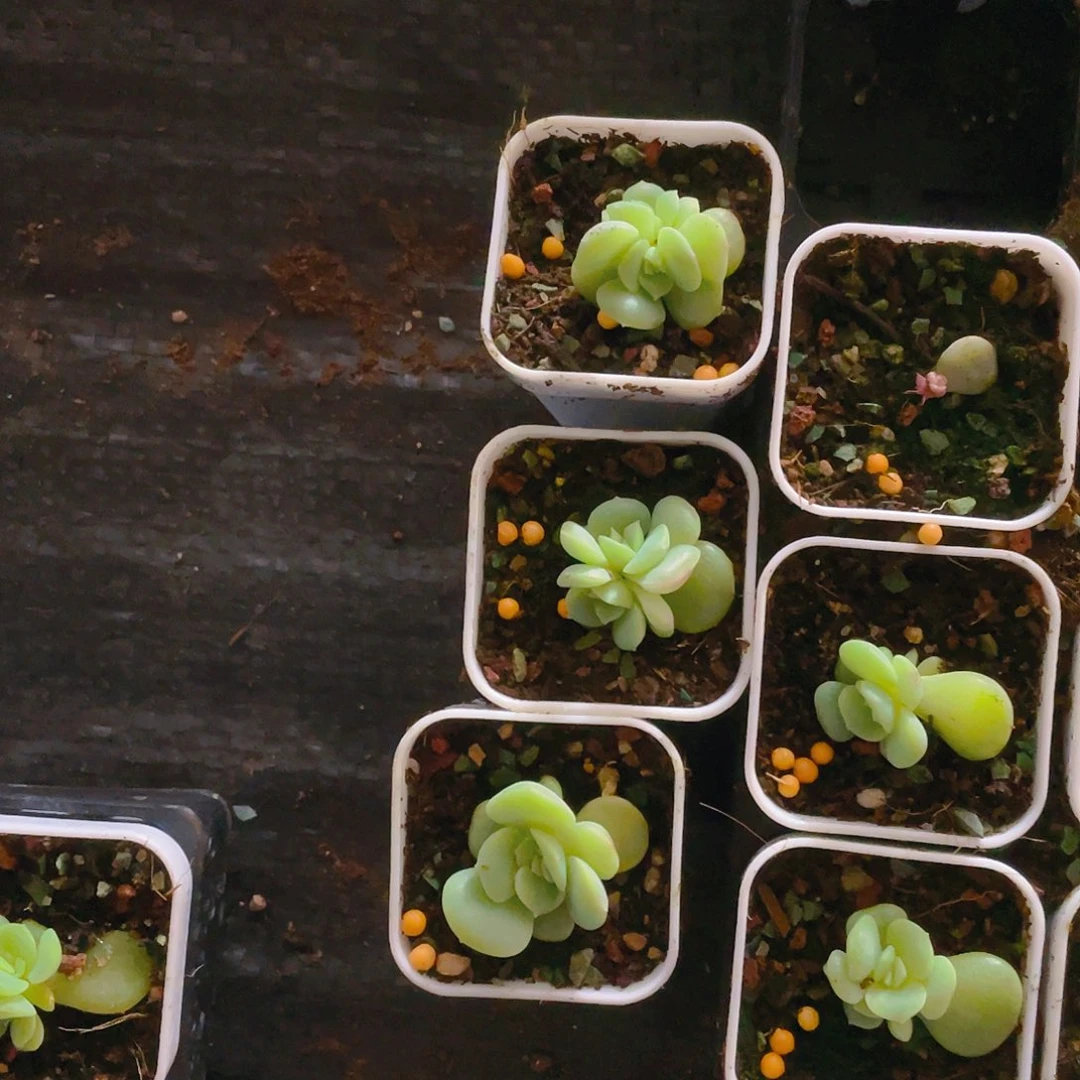 荔枝大中盆一个满25包邮