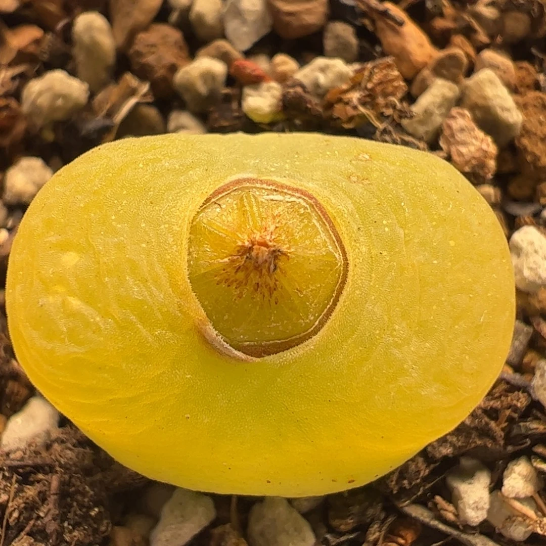 蟠桃多肉植物百科758
