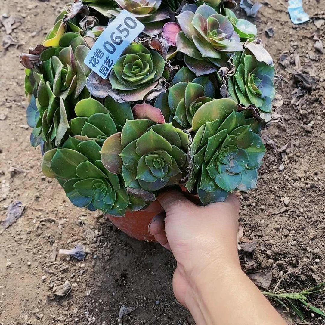 650 号拿铁柠檬玫瑰20包邮不包断枝