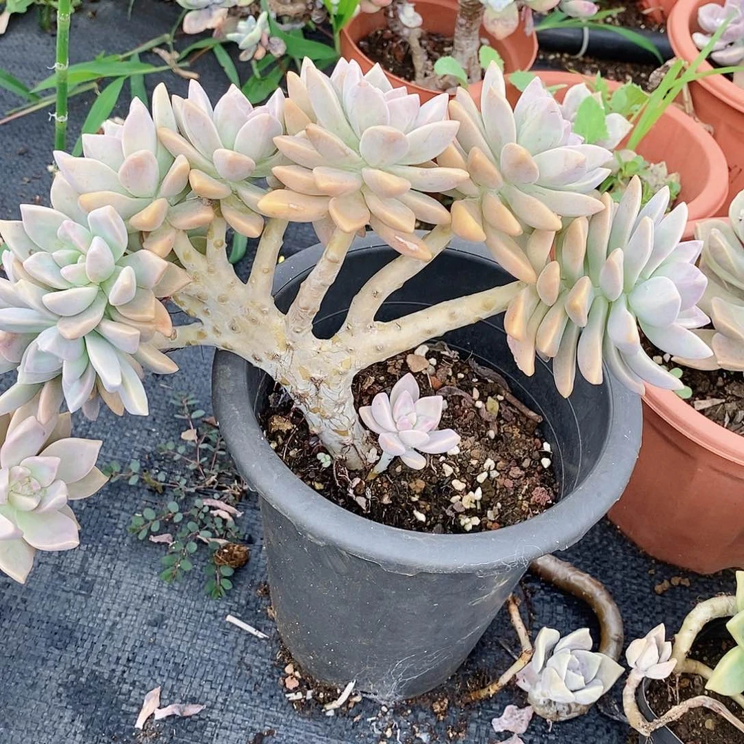 杨***燕多肉植物非常福利淡雪缀化