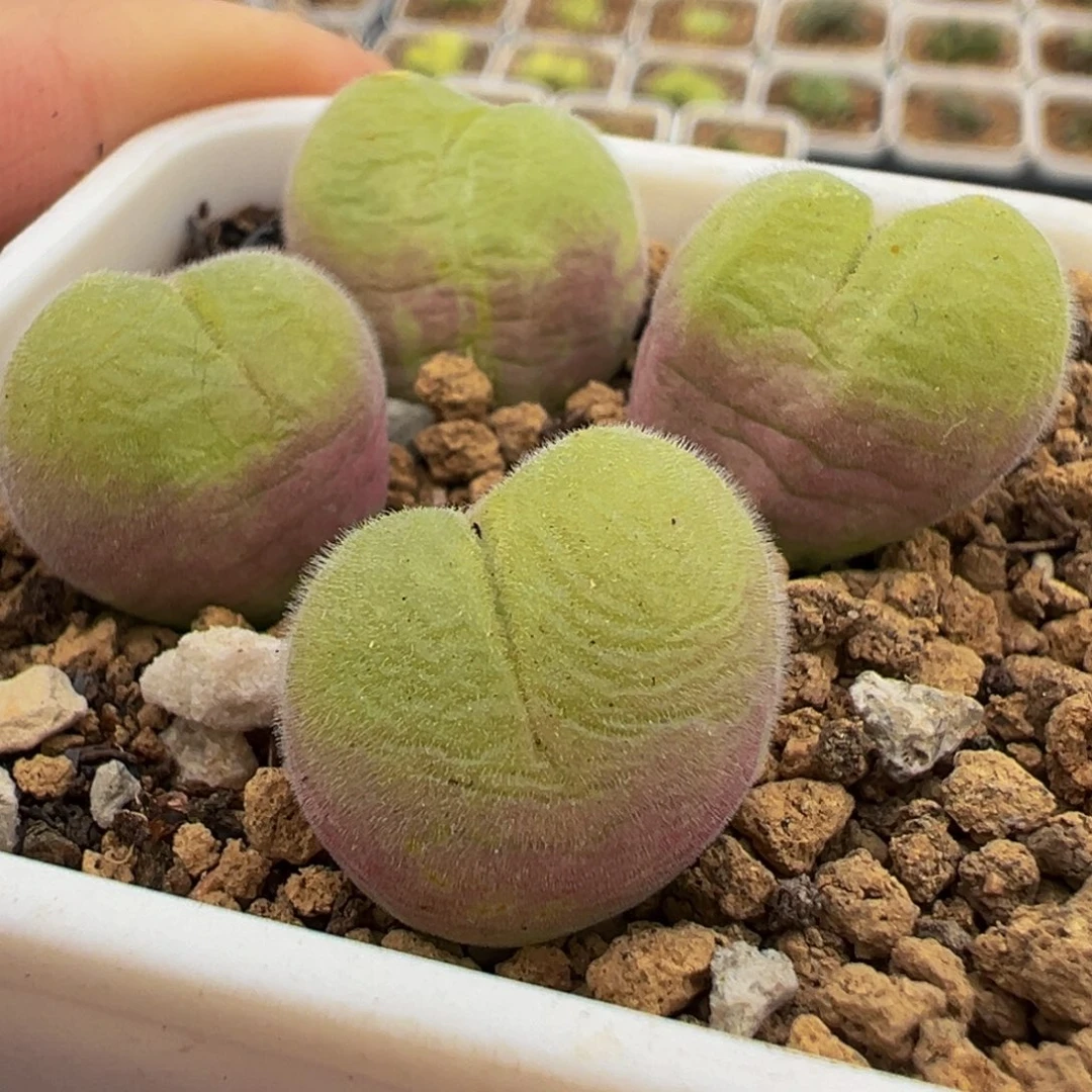 长毛翠滴群多肉植物