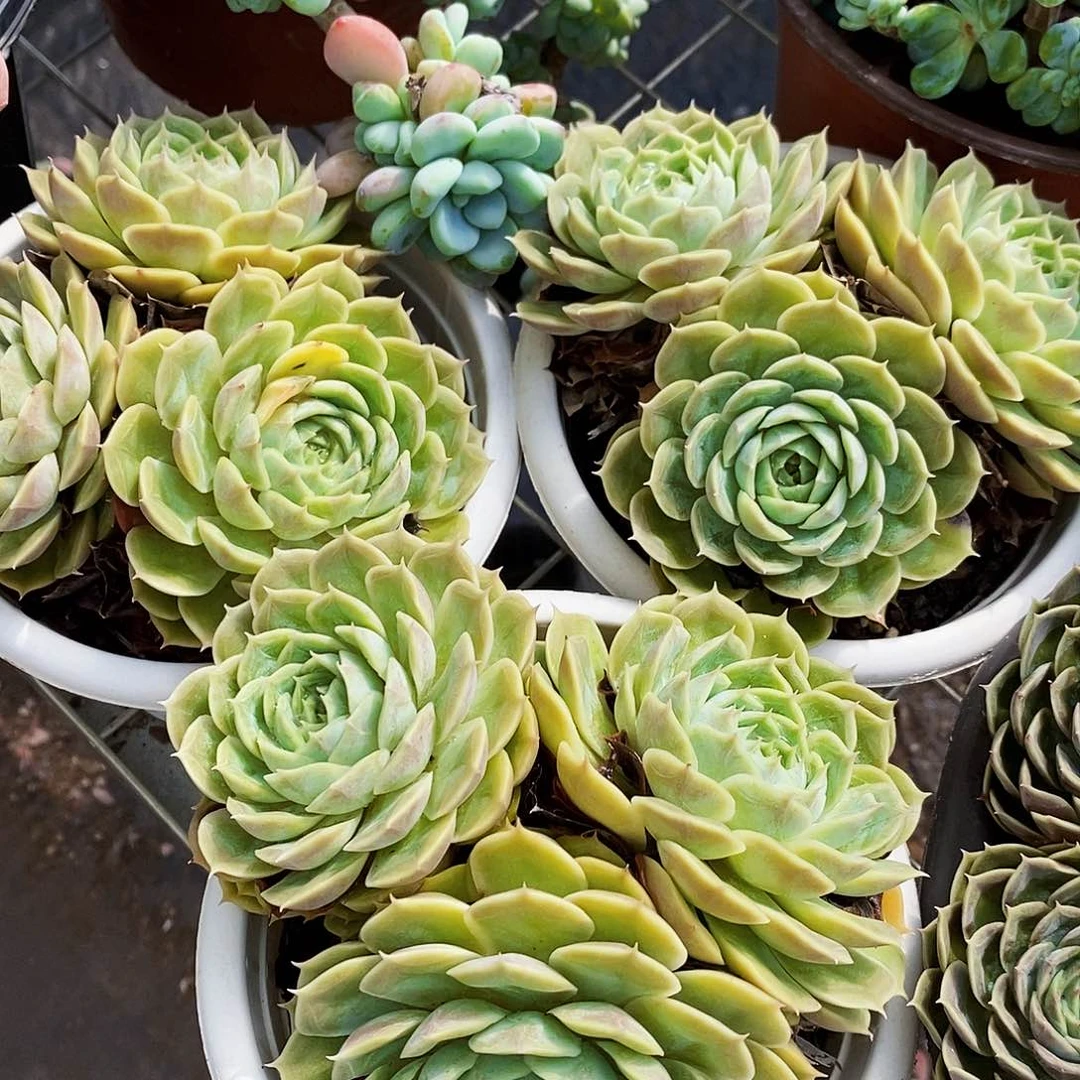 昂斯诺三头起发精品特价