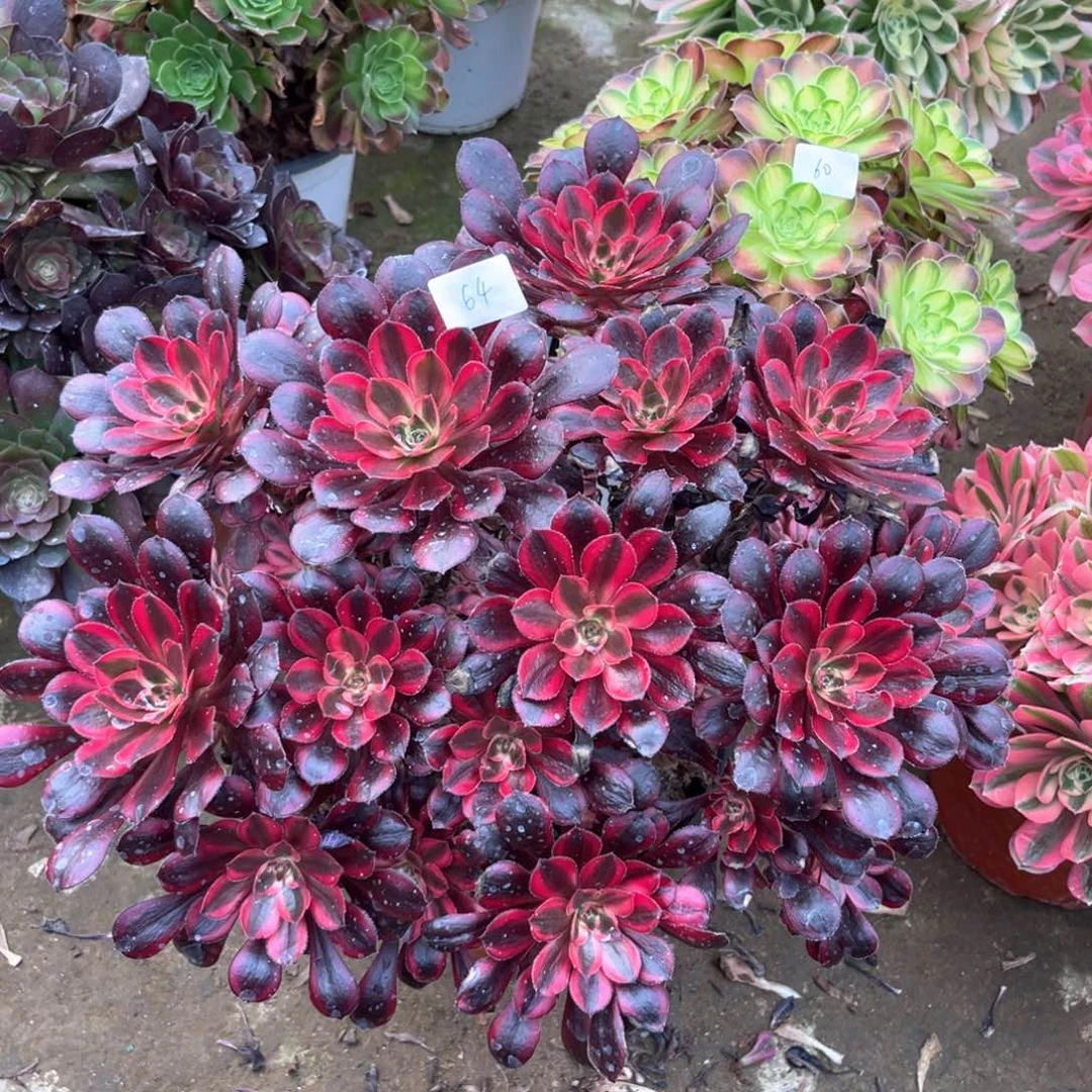 多肉植物丽娜064