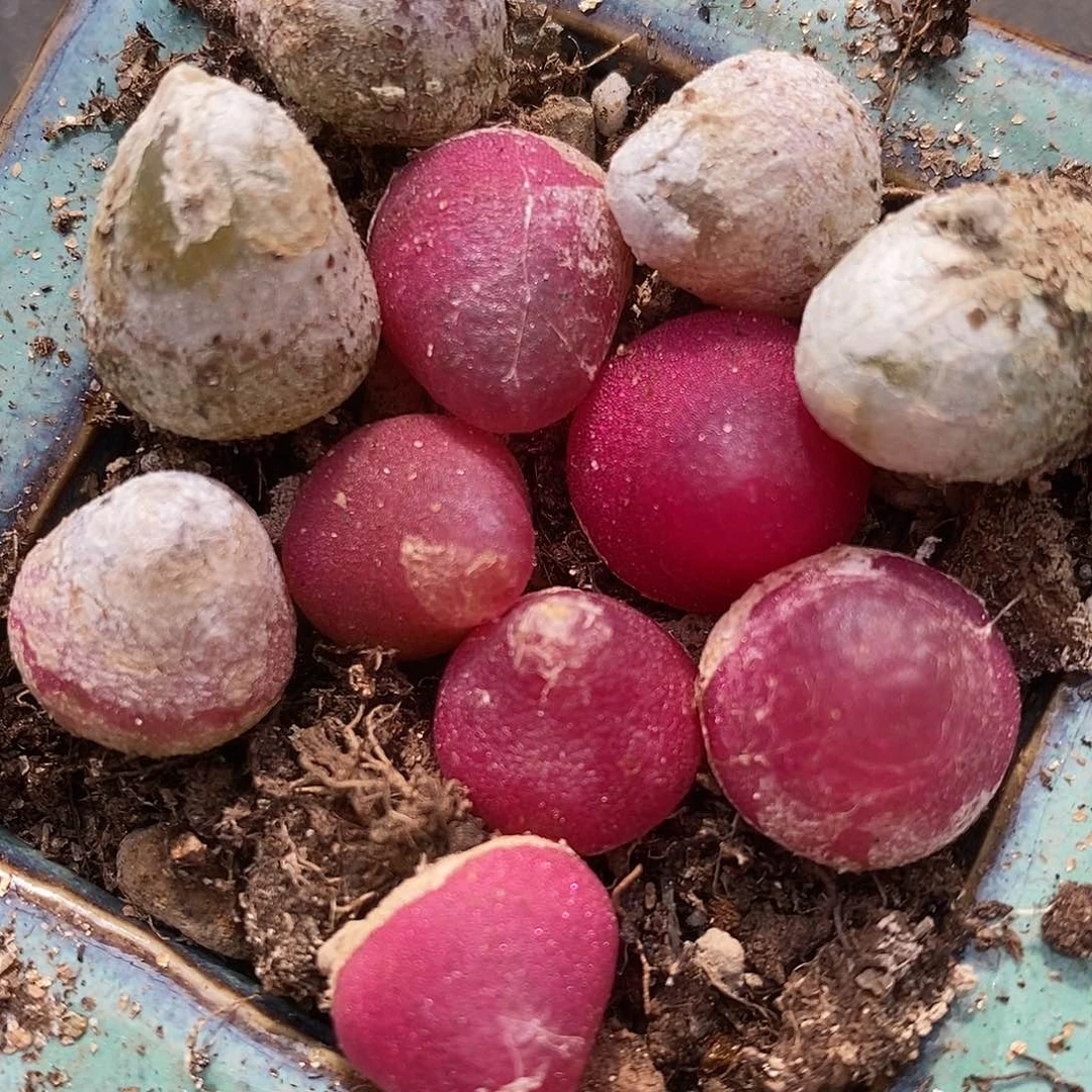 1厘米以上灯泡10颗一组