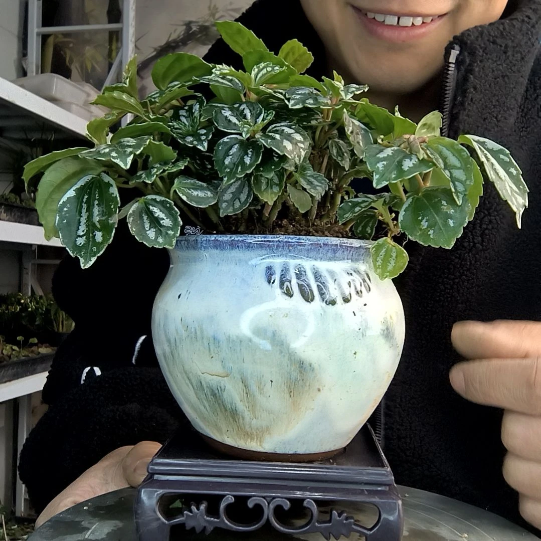 你****浪小盆景小植物一物一拍247