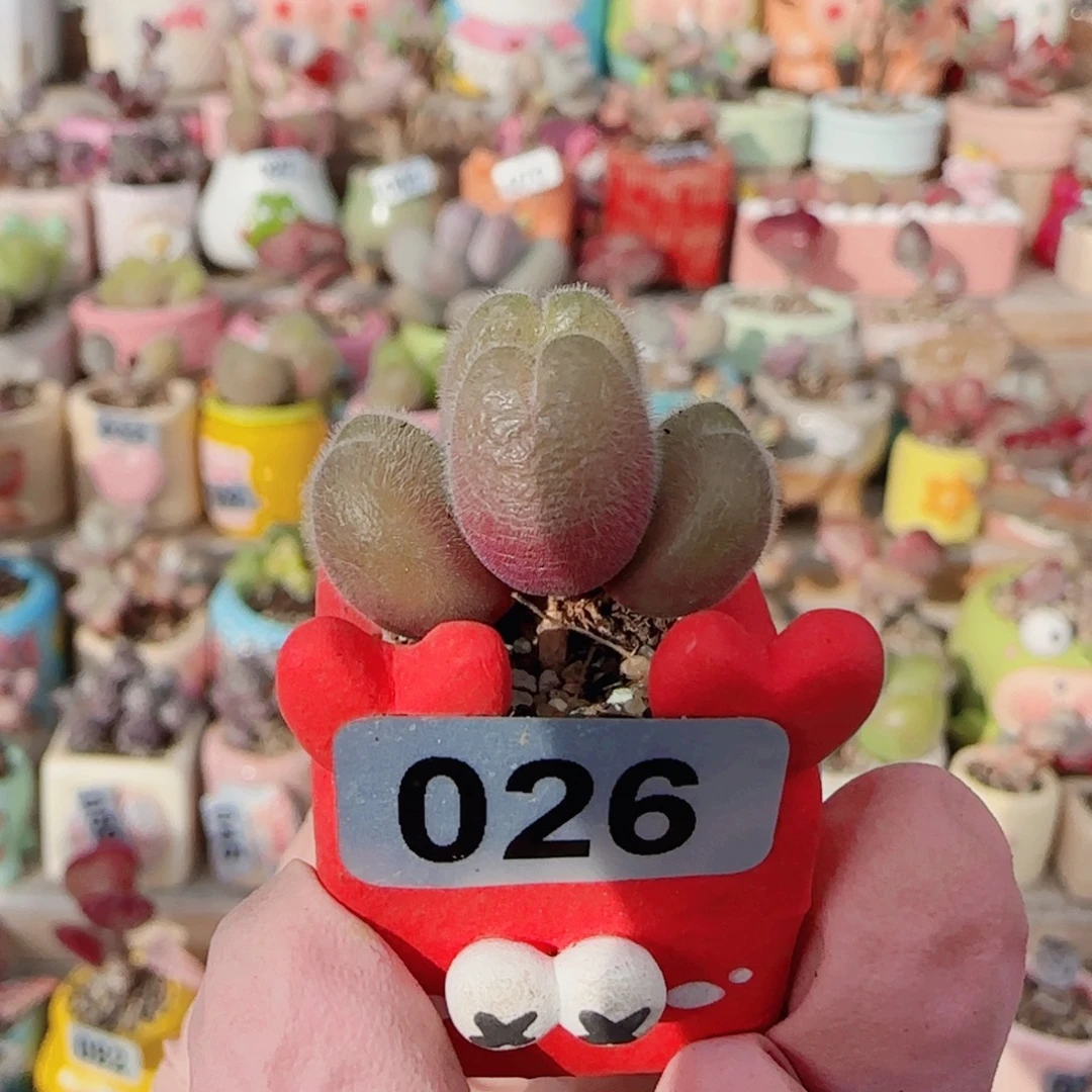 T可爱毛翠盆口1.5cm