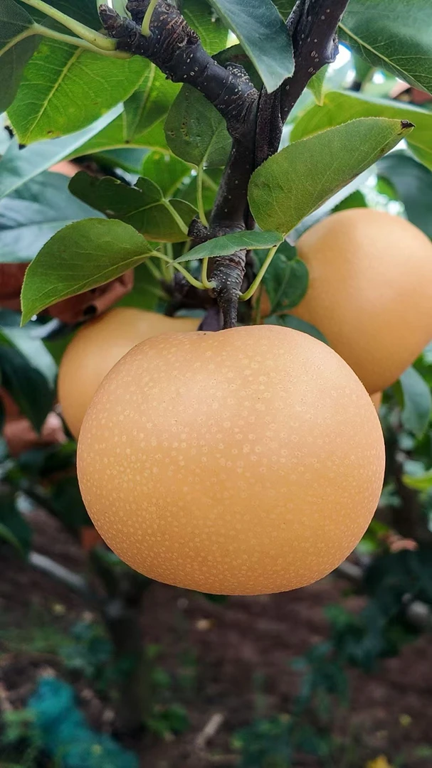 不是所有的梨都叫莱阳秋月