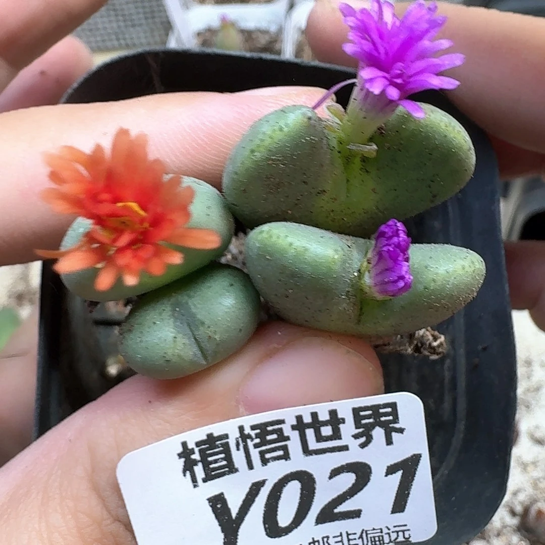 多肉植物的润泽额的g