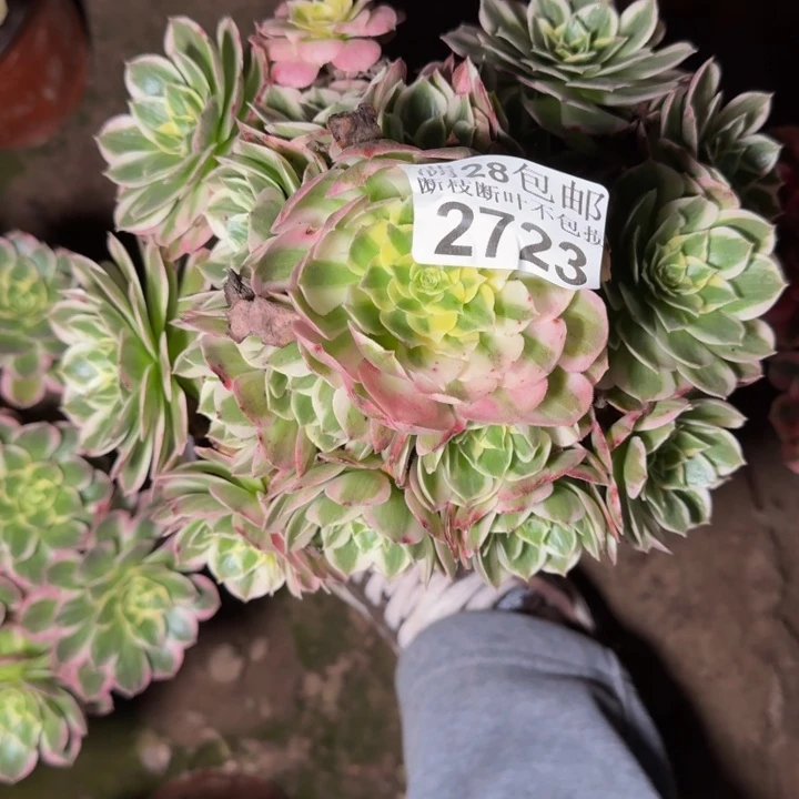 2723海王多肉植物