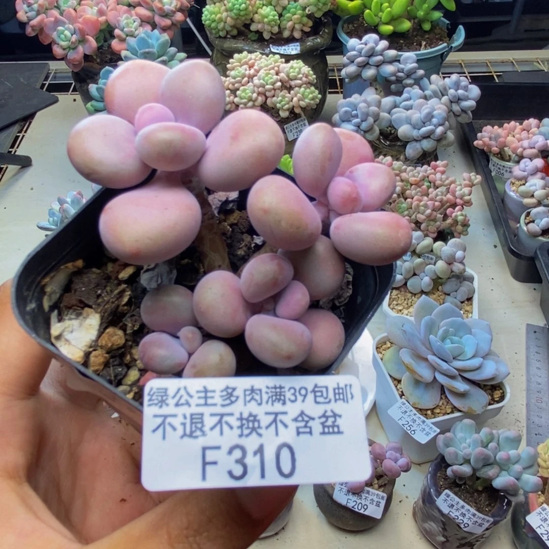 310腰子桃蛋多肉5c m