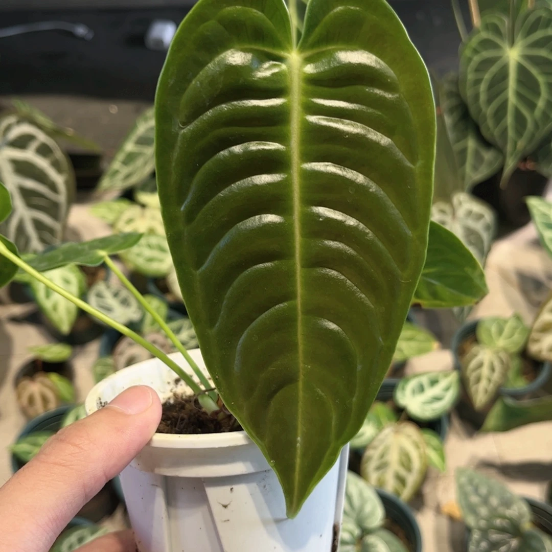 完全开放火鹤王花柱