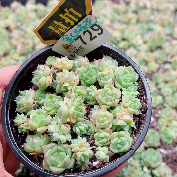多肉植物多肉植物