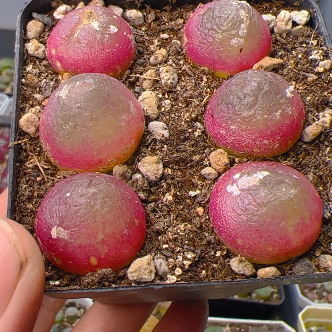 【闪购商品】00000000027