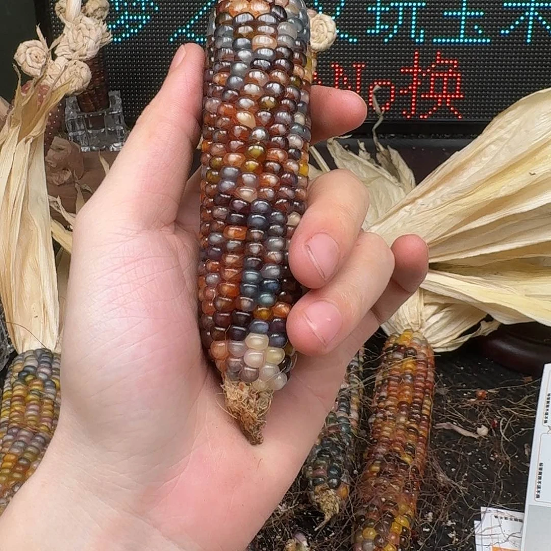 柏香籽/百香籽吊坠柚***檬