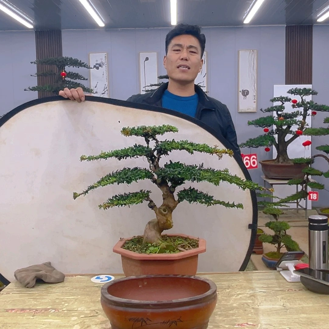 盆景红芽菊花珍珠罗汉松