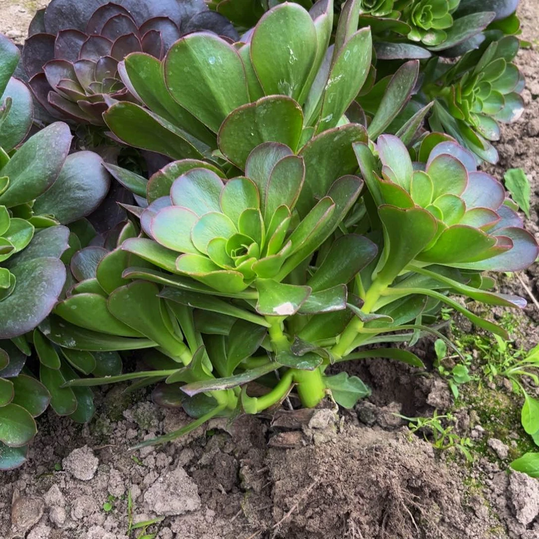 魅金多肉植物捧花的