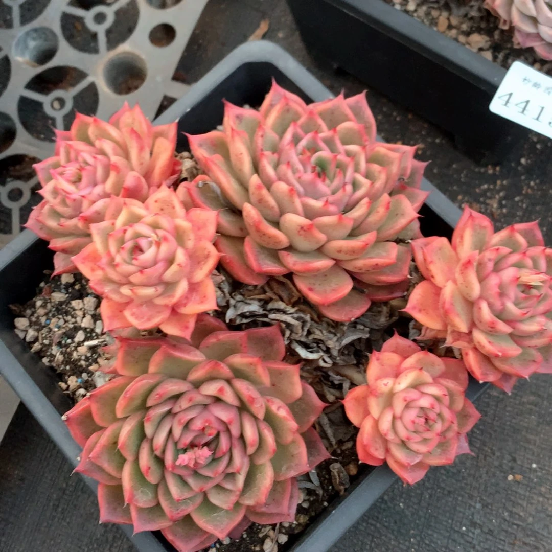 4416瑕疵不售后特价处理