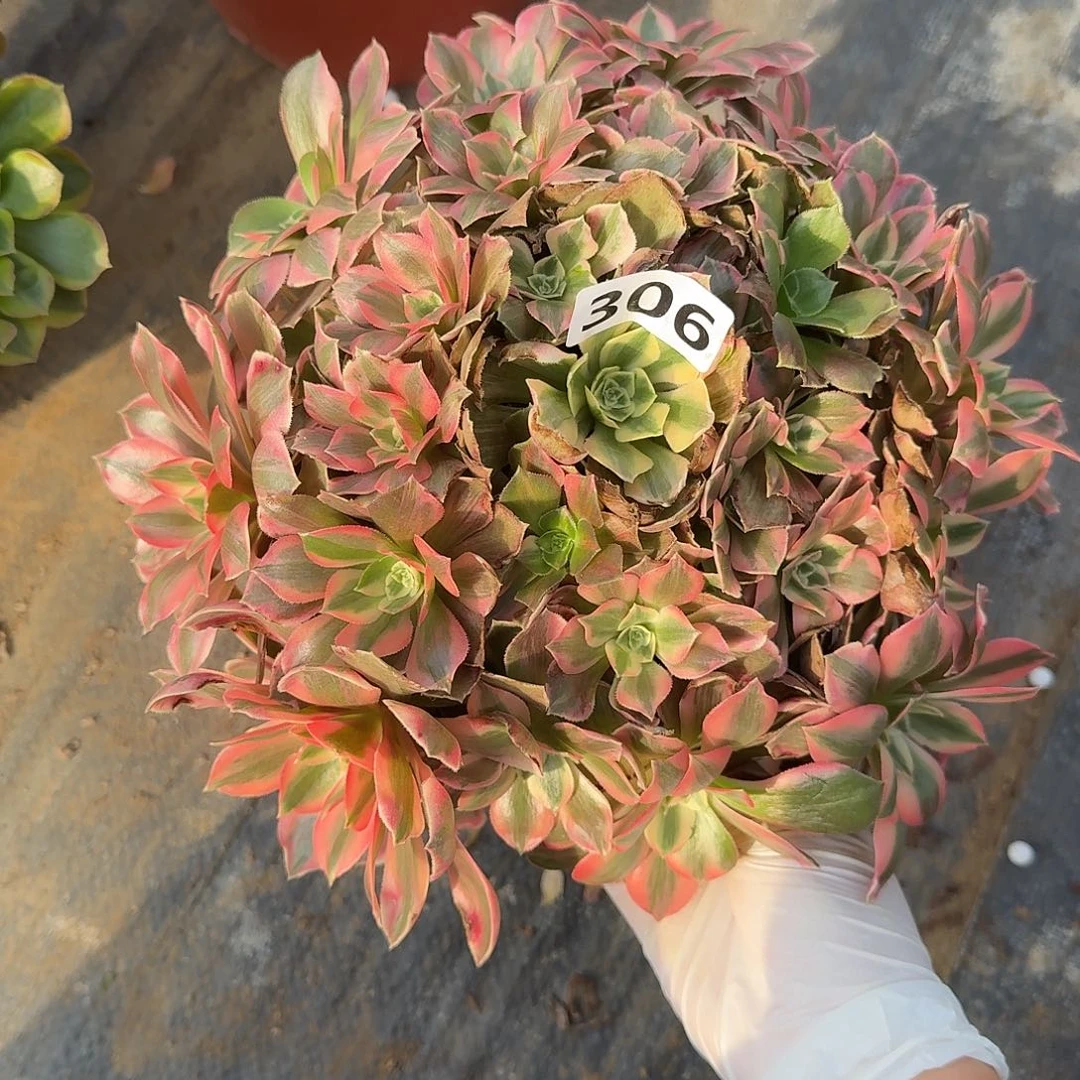 多肉植物女妖306号