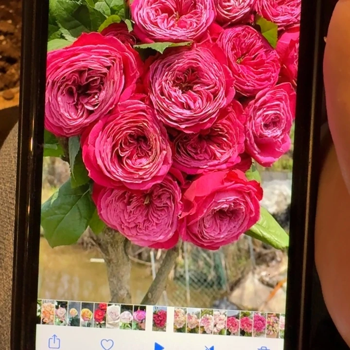 无花朵双十二福利小苗