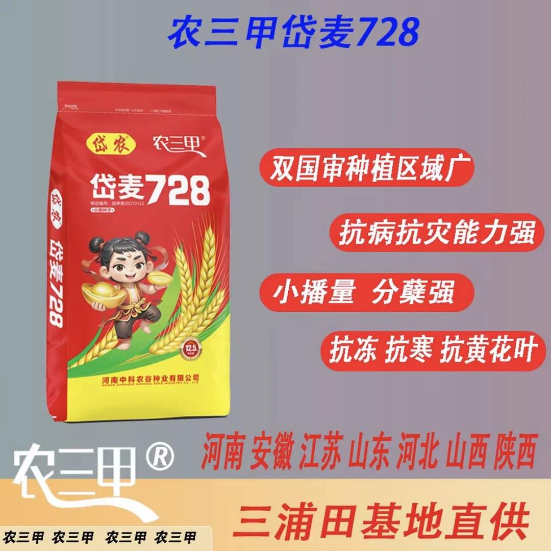 农三甲棒博士 双国审抗倒抗病  高产量小麦种子