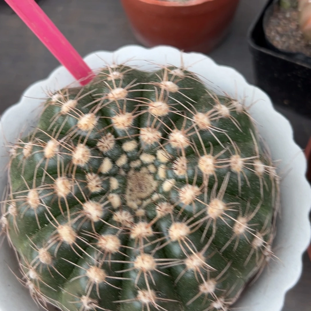 等***待零零落落 零零落落