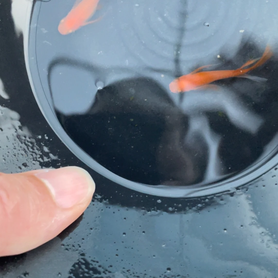 七***爷海水鱼火羽1对不退不换