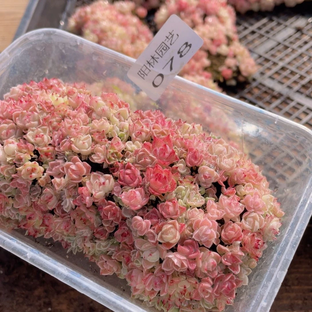 多肉植物多肉植物78