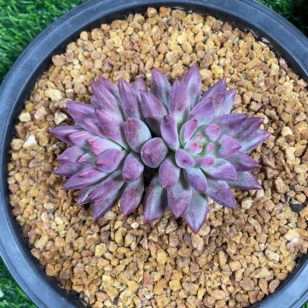 芙*羽毛纹虞美人多肉植物