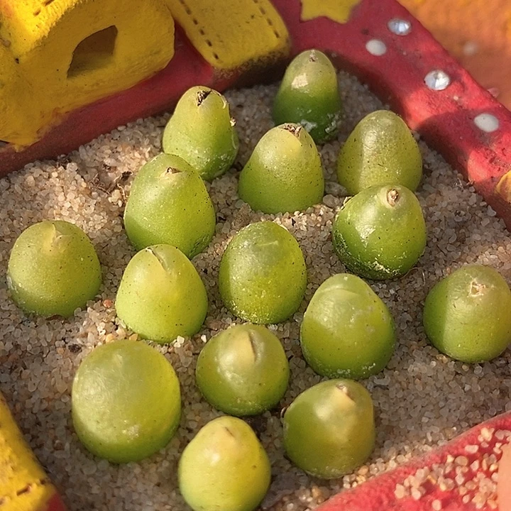 17514大葫芦一颗