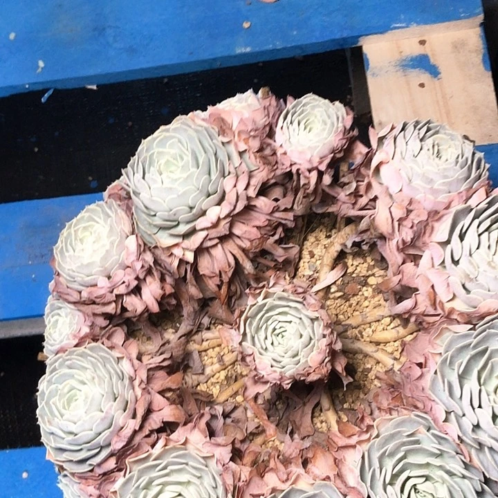 阳**丽201////////////////