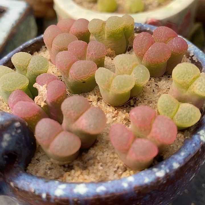 双腿粉樱风铃一颗买2送1