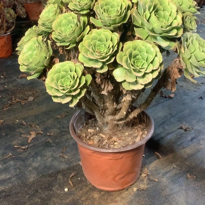 西****、多肉多肉多肉绿羊绒135